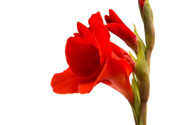 Gladiolus Blommor Isolerad Vit Bakgrund — Stockfoto