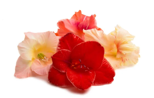 Gladiolus Blommor Isolerad Vit Bakgrund — Stockfoto