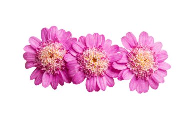 Pembe papatya beyaz arkaplanda izole edilmiş