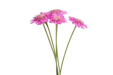 Pembe papatya beyaz arkaplanda izole edilmiş