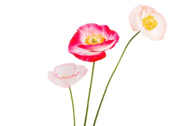 Beyaz arka planda izole edilmiş güzel gelincikler