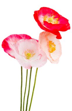 Beyaz arka planda izole edilmiş güzel gelincikler