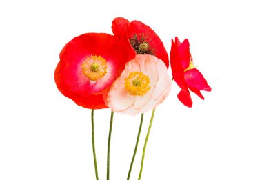 Beyaz arka planda izole edilmiş güzel gelincikler