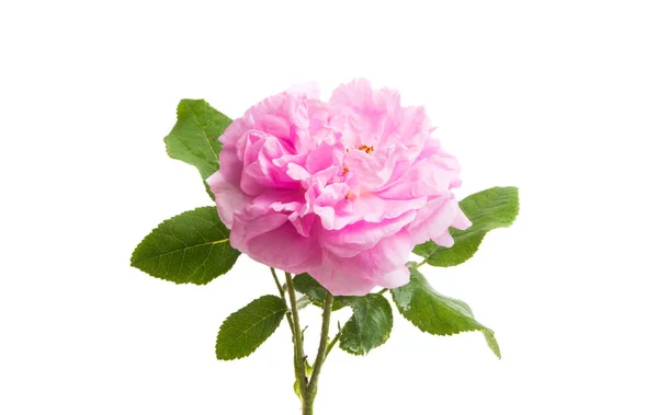 Rosa Rose Isolerad Vit Bakgrund — Stockfoto