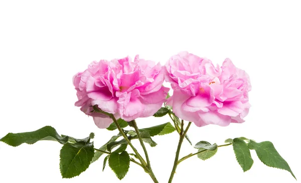 Pink Rose Isolated White Background — Stock Photo, Image