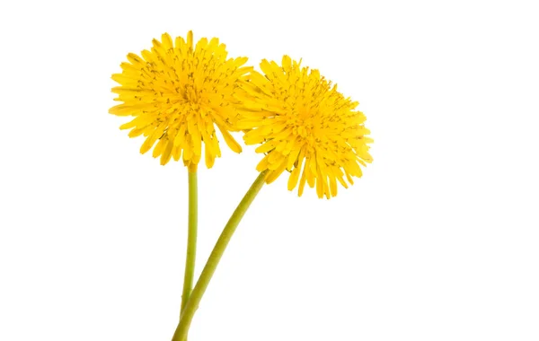 Flor Diente León Aislada Sobre Fondo Blanco — Foto de Stock