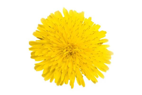 Dandelion Flower Isolated White Background — Stock Photo, Image