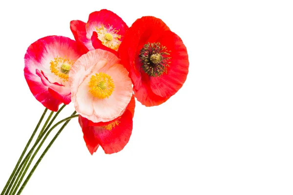 Beautiful Poppies Isolated White Background — Stock Photo, Image