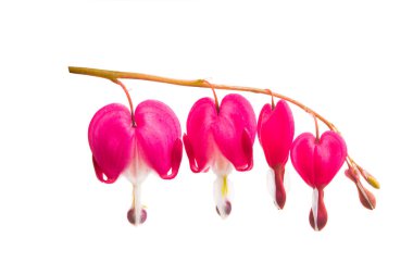 kırık beyaz arka plan üzerinde izole kalp çiçekler