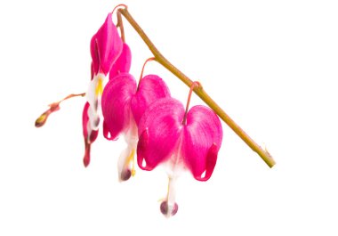 kırık beyaz arka plan üzerinde izole kalp çiçekler