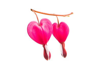 kırık beyaz arka plan üzerinde izole kalp çiçekler