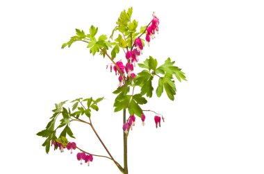 kırık beyaz arka plan üzerinde izole kalp çiçekler