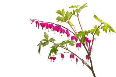 kırık beyaz arka plan üzerinde izole kalp çiçekler