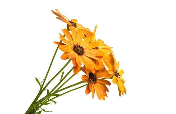 Osteosperumum Flower Marguerite Isolée Sur Fond Blanc Macro Gros Plan — Photo