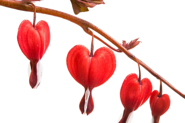 Flores Corazón Roto Aislado Sobre Fondo Blanco — Foto de Stock