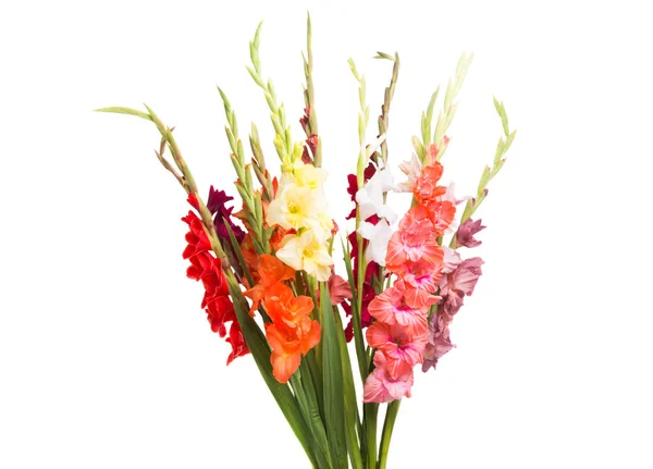 배경에 디올의 꽃다발 — 스톡 사진
