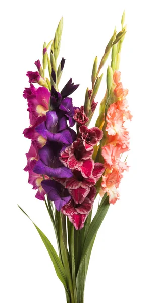 Bouquet Gladiolus Isolated White Background — Stock Photo, Image