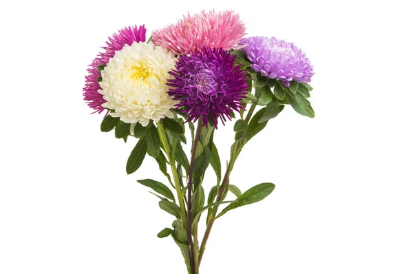 Bouquet Asters Isolated White Background — Stock Photo, Image