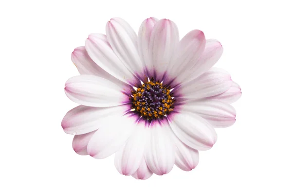 Osteosperumum Flower Daisy Isolated White Background Macro Closeup — Stock Photo, Image