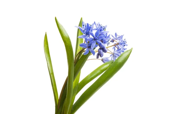 Blue Scilla Difolia Isolated White Background — Stock Photo, Image