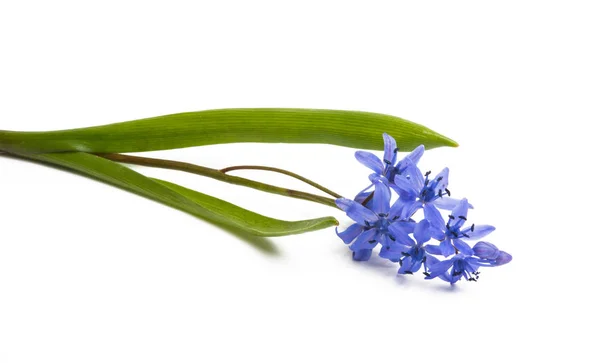 Blue Scilla Difolia Isolated White Background — Stock Photo, Image