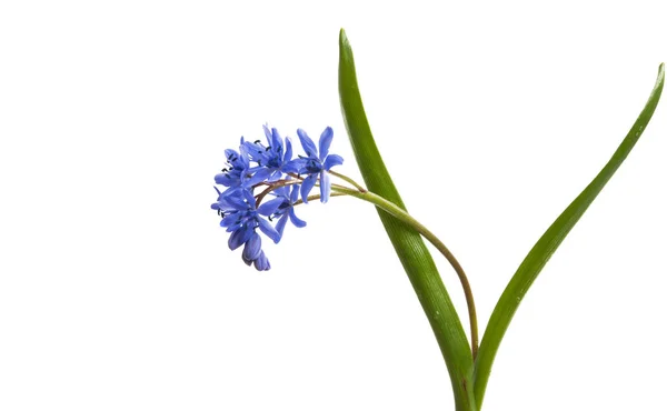 Albastru Scilla Difolia Izolat Fundal Alb — Fotografie, imagine de stoc