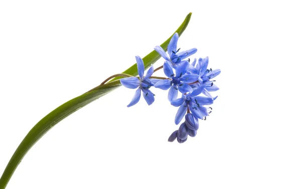 Albastru Scilla Difolia Izolat Fundal Alb — Fotografie, imagine de stoc