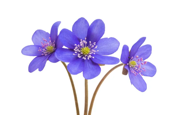 Hepatica Nobilis Aislada Sobre Fondo Blanco —  Fotos de Stock