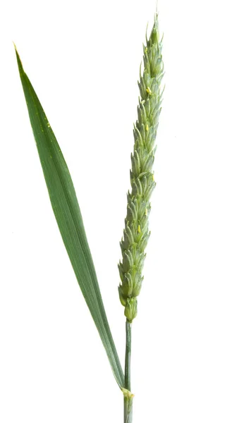 Green Ears Wheat Isolated White Background — Stock Photo, Image