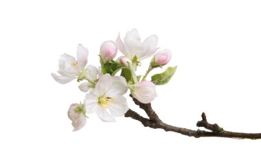 çiçekler beyaz arka plan üzerinde izole Apple ile şube