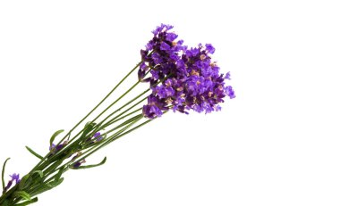 Beyaz arkaplanda lavanta izole edildi