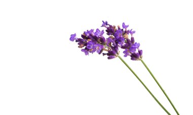 Beyaz arkaplanda lavanta izole edildi