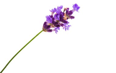 Beyaz arkaplanda lavanta izole edildi