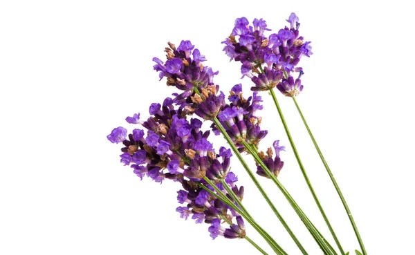 Lavender Isolated White Background — Stock Photo, Image
