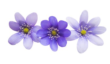 Beyaz arka plan üzerinde izole mantarı nobilis