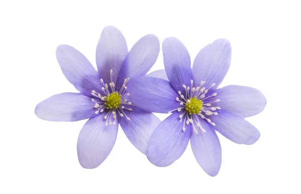 Hepatica Nobilis Isolated White Background — Stock Photo, Image