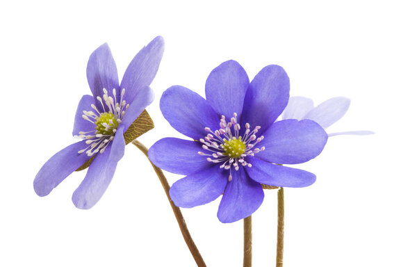 Печень благородная изолирована на белом фоне
