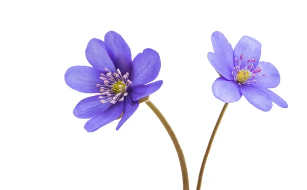 Hepatica Nobilis Isoliert Auf Weißem Hintergrund — Stockfoto