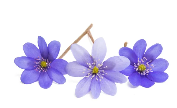 Hepatica Nobilis Isolated White Background — Stock Photo, Image