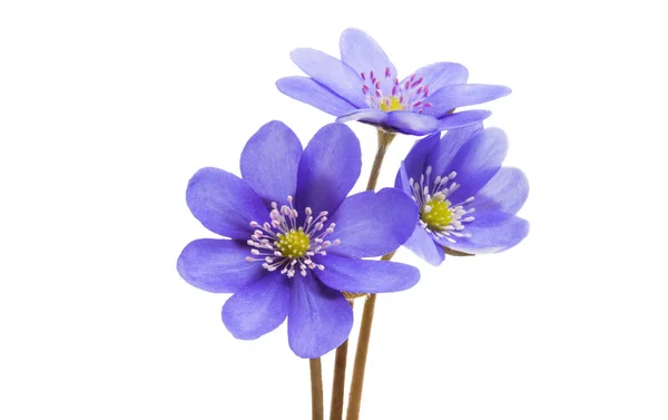 Hepatica Nobilis Isolated White Background — Stock Photo, Image