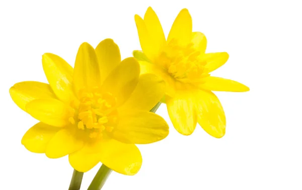 Yellow Spring Flower Isolated White Background — Stock Photo, Image