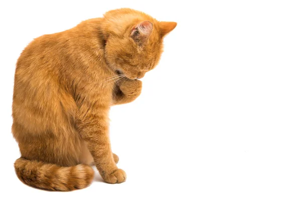 Lavagem Gato Vermelho Isolado Fundo Branco — Fotografia de Stock