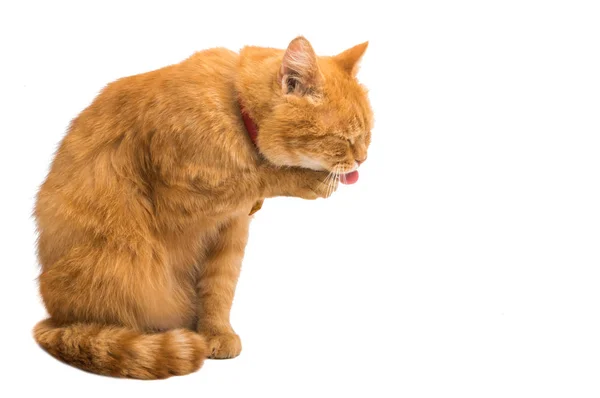 Lavaggi Gatto Rosso Isolato Sfondo Bianco — Foto Stock