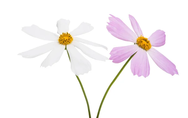 Kosmeya Flor Aislada Sobre Fondo Blanco —  Fotos de Stock