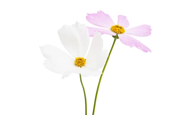 Kosmeya Kwiat Izolowane Białym Tle — Zdjęcie stockowe