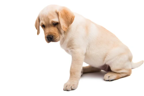 Labrador Isolado Sobre Fundo Branco — Fotografia de Stock