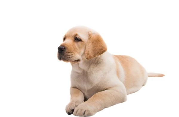 Labrador Isoliert Auf Weißem Hintergrund — Stockfoto