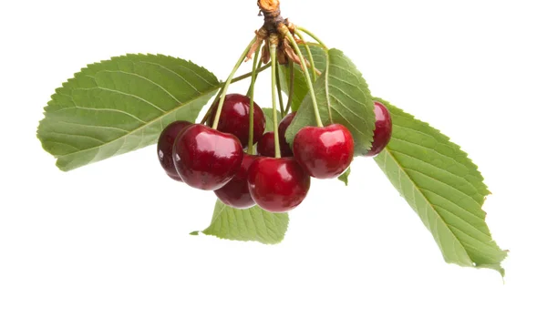 Sweet Cherries Isolated White Background — Stock Photo, Image