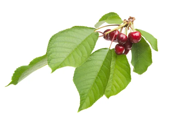 Sweet Cherries Isolated White Background — Stock Photo, Image