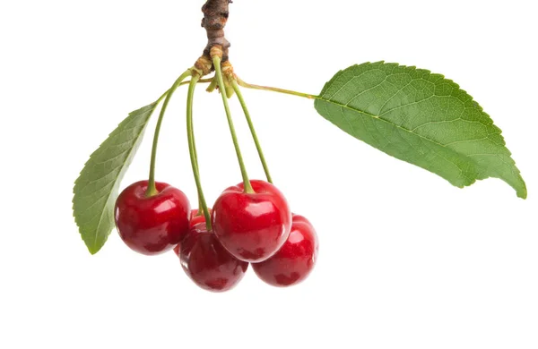 Cerezas Dulces Aisladas Sobre Fondo Blanco —  Fotos de Stock